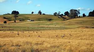 Sheep And Cattle Grazing In Open Paddocks Tasmania Sheep And Cattle Grazing In Ad Paddocks Tasmania Cattle Open Sheep Tasmania Cattle Farmland