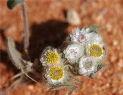 Image result for Helichrysum argyrosphaerum