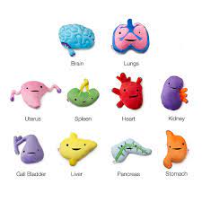 Plush Organs Plush Uncommongoods Geek Stuff
