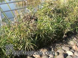 Image result for Cyperus sp. no. 1