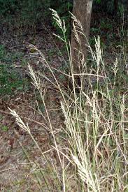 Image result for Arundinella