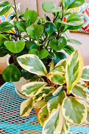 Although small amounts of fertilizer may be needed when growing the plants indoors, the plants don't need too much water. Peperomia Care Sweet Succulent Like Houseplants