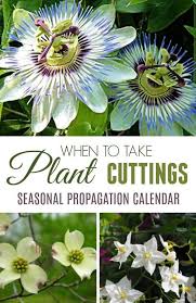 Maybe you would like to learn more about one of these? Grow New Plants From Cuttings All Year Round Plant Cuttings Plants Clematis Plants