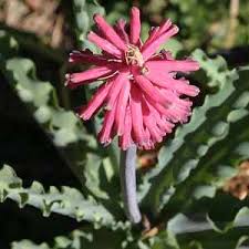 Image result for Veltheimia