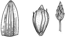 Image result for Eleocharis minuta