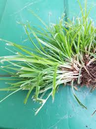 Image result for Kyllinga albiceps