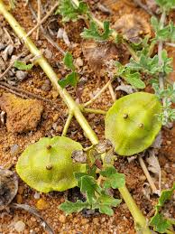 Image result for Dicerocaryum senecioides