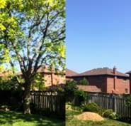 Guarantees to complete your services as proposed and in accordance with the current american national standards institute (ansi) standards. Fraser Tree Care 752 Green Mountain Rd E Stoney Creek On