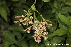 Image result for Cestrum × cultum