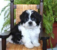 Pin By Krasi Tsekov On Misc Cute Dog Pictures Shichon Puppies Zuchon Puppies For Sale