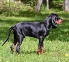 Black And Tan English Foxhound Dog Breeds A To Z American Dog Dog Breeds Squirrel Hunting