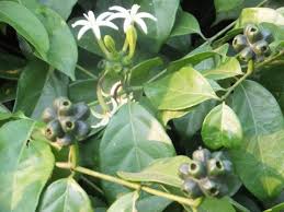 Image result for Morinda