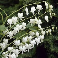 Image result for Dicentra spectabilis alba
