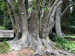 Image result for Phytolacca dioica