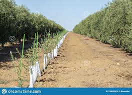 Young Olive Trees Growing On Huge Olive Trees Plantation In Andalusia Cordoba Jaen Malaga Spain Stock Image Image Of Mediterranean Andalucia 158692535