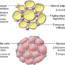 Image result for Body Composition Changes with Aging