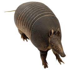 Armadillo Taxidermy Armadillo African Antelope Mammals