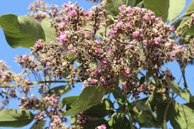 Image result for Philenoptera