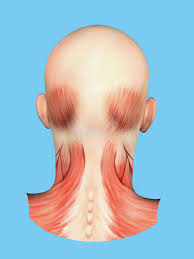 Neck anatomy explained the neck begins at the base of the skull and connects to the thoracic spine the upper back. Anatomy Of Muscles On Back Of Head Stock Illustration Illustration Of Sternocleidomastoid Anatomy 60907893