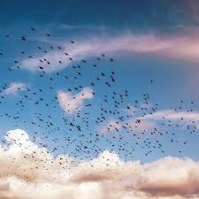 Wallpaper Ng84 Birds Sky Animal Fly Blue Cloud Nature Flare Blue Clouds Clouds Graffiti Wallpaper