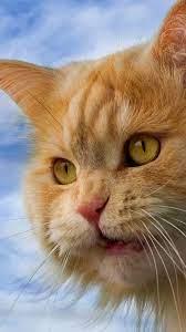 Gato Peludo Naranja Ojos Amarillos Cute Puppies And Kittens Cats Cat Furry