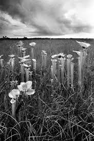 Black And White Images Of Pitcher Plant Pitcher Plants In The National Forest By Clyde Butcher Black White Landscape Black White Pictures Black White Photography