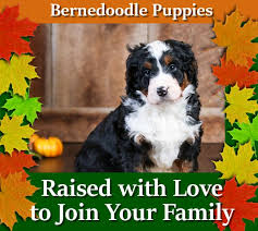 Ready to go home as of march 16th 2021. Maple Valley Puppies Bernedoodle Goldendoodle Puppies For Sale In Flat Rock Illinois