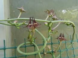 Image result for Ceropegia cimiciodora