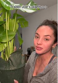 Trader Joes Fern Plants