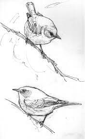 Pin On Birds Drawing How Ideas