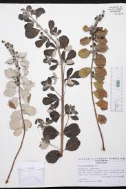 Image result for Vitex obovata