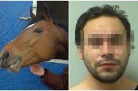 Unzucht mit Pferd: Unglaublicher Fall von Zoophilie in den USA - WELT