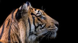 Papéis de parede 3d 4k. Papeis De Parede Cara De Tigre Fundo Preto 3840x2160 Uhd 4k Imagem