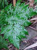 Image result for Pteris auquieri