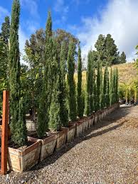 Image result for Cupressus sempervirens