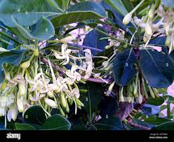 Image result for Pavetta gardeniifolia