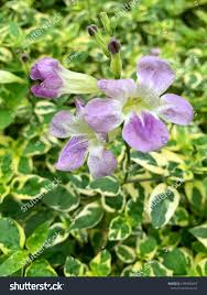 Image result for Asystasia intrusa