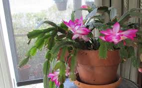 The three types of christmas cactus plants (holiday cacti), are primarily recognized by the time of bloom. Christmas Cactus Blooming Out Of Season Gardening Charlotte
