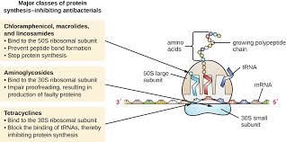 Mechanisms Of Antibacterial Drugs Microbiology