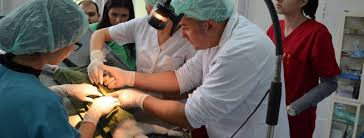 Universitatea de medicină, farmacie, științe și tehnologie „george emil palade din târgu mureș a inaugurat duminică, 24 ianuarie 2021, cu ocazia. Facultatea De Medicina Veterinara Timisoara