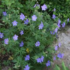 Image result for Geranium bohemicum Orhcid Blue