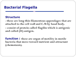 Browse the top sources online for your results. Bacterial Morphology Ppt Video Online Download