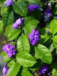 Image result for Brunfelsia australis
