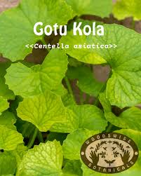 Image result for Centella virgata