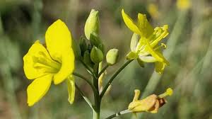 Image result for Diplotaxis tenuifolia