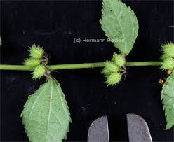 Image result for Triumfetta pentandra