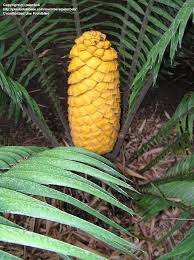 Image result for Encephalartos villosus