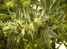 Resultado de imagen de Legalization