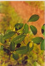 Image result for Aneulophus