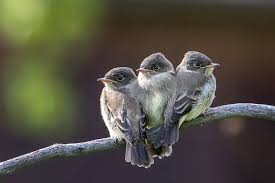 Image result for Contopus virens